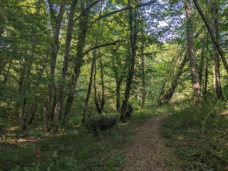 The Bluebell Path