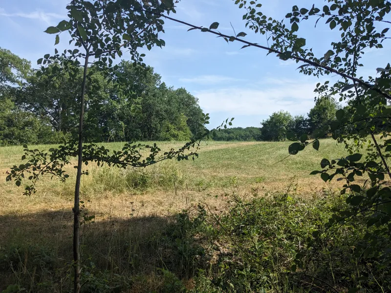 The Meadow from Secret Path