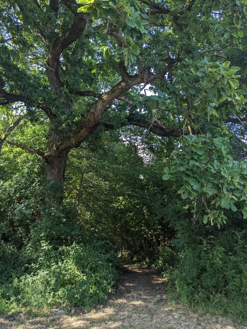 The Oak Tree Hazel Way