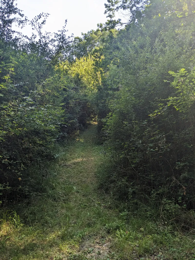 The Clearing