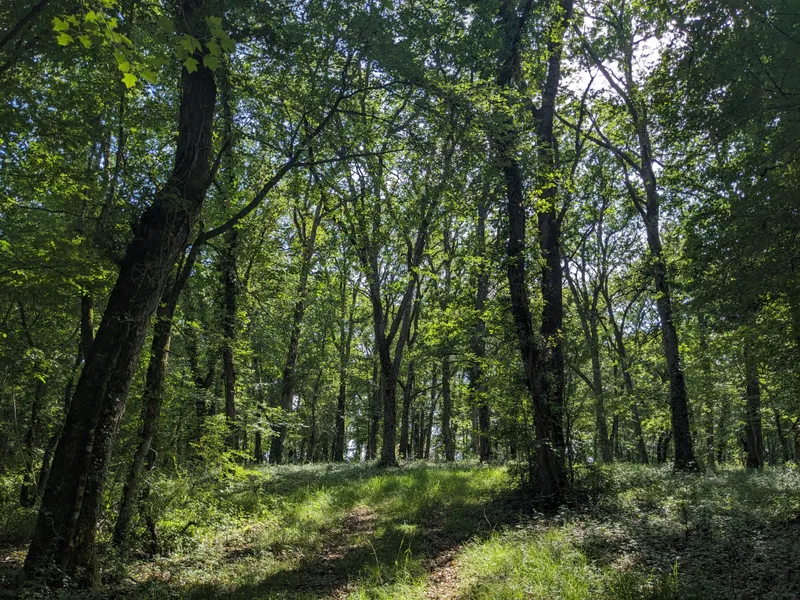 The Woods