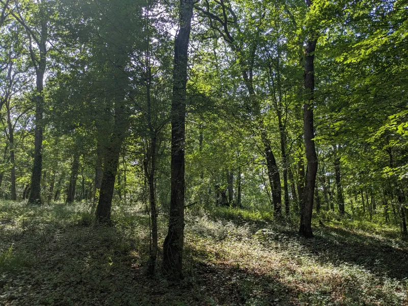 The Woods 2